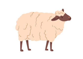 Sheep, fluffy furry farm domestic animal. Rural countryside fauna. Cute downy hairy woolly ewe standing. Country nature, livestock. Flat vector illustration isolated on white background