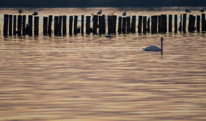 swan and seagull on Lake Ptuj. beautiful sunset