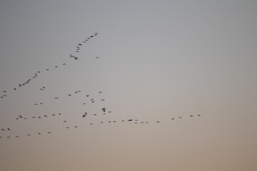 Storks travel south. a wonderful autumn evening.