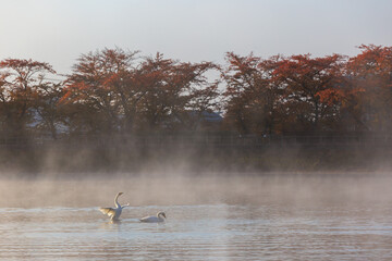 Whooper swans (Cygnus cygnus) on a lake at dawn, in the autumn morning mist, Japan.