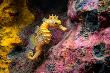 rare seahorse species clinging to multicolored rock in the depths of mysterious underwater cave