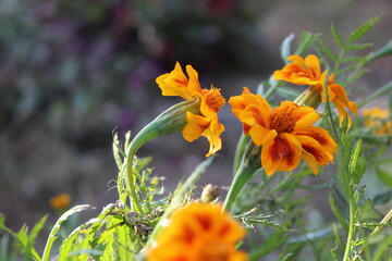 Marigold or the Tagetes Erecta yellow flower