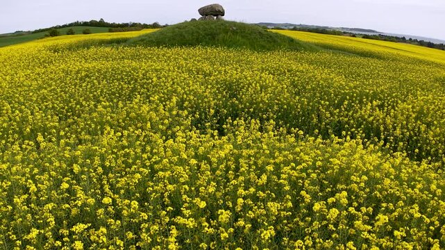 Aerial view of rapeseed fields surrounding Strands dolmen burial mound under spring skies in Denmark