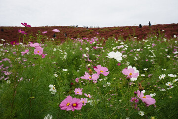 コスモスの花とコキア
