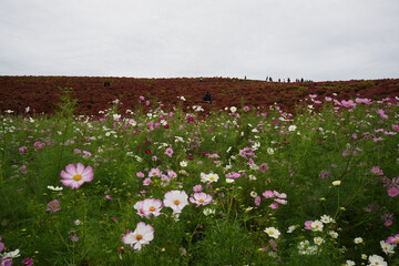 コスモスの花とコキア