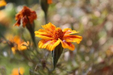 Marigold or the Tagetes Erecta yellow flower