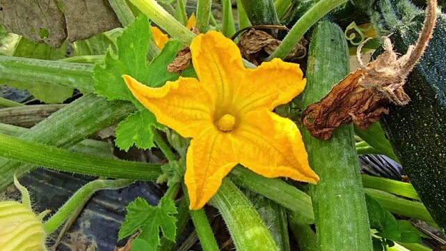 Fixed close-up showing a bright yellow zucchini flower with its green plant and a zucchini visible on the side.