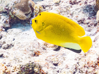 シテンヤッコ, Threespot Angelfish, Apolemichthys trimaculatus, キンチャクダイ科, 美しいサンゴ礁と熱帯魚の群れ。 嘉比島沖縄県 島尻郡慶良間諸島座間味島-2025 サンゴの産卵があり卵が漂う。沖縄本島から40km西方の諸島。30以上の島嶼群全体が国立公園に指定。珊瑚礁の青い海と白い砂浜は世界屈指の美。貴重な動植物が多数生息。 