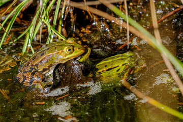 Zwischen dichten Grashalmen und schimmerndem Moorwasser entfaltet sich ein stilles Drama der Natur: Zwei Frösche, leuchtend grün und braun gemustert, begegnen sich am Rande eines kleinen Teichs. Ihre 