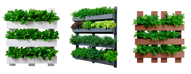 Set of vertical indoor herb garden with fresh greenery and herbs for home decor on transparent background