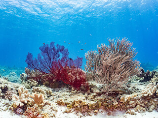 イソバナ（イソバナ科）, Gorgonian, Melithaea Flabellifera,
ソフトコーラル, 美しいサンゴ礁と熱帯魚の群れ。
嘉比島沖縄県
島尻郡慶良間諸島座間味島-2025
サンゴの産卵があり卵が漂う。沖縄本島から40km西方の諸島。30以上の島嶼群全体が国立公園に指定。珊瑚礁の青い海と白い砂浜は世界屈指の美。貴重な動植物が多数生息。
