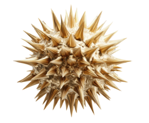 Beige sphere covered in sharp, tan colored spikes against a black background. Close-up view