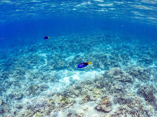 Fototapeta premium ナンヨウハギ, Palette surgeonfish, Fragtail surgeonfish, Paracanthurus hepatus, ニザダイ科, 美しいサンゴ礁と熱帯魚の群れ。 嘉比島沖縄県 島尻郡慶良間諸島座間味島-2025 サンゴの産卵があり卵が漂う。沖縄本島から40km西方の諸島。30以上の島嶼群全体が国立公園に指定。珊瑚礁の青い海と白い砂浜は世界屈指の美。貴重な動植物が多数