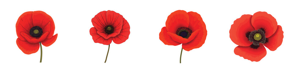 Illustration of a vibrant red poppy flower set. Poppy with bold red petals. Poppy center detailed. Red poppy art. Flower design on a light background. Vintage floral illustration vector.