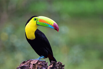 Naklejka premium Vibrant Toucan Perched on a Tree Stump Amidst Lush Greenery