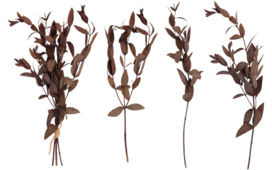 Collection of dried eucalyptus branches