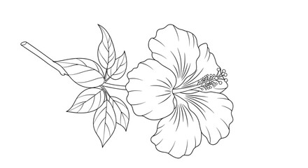 Fototapeta premium An elegant black and white line drawing of a hibiscus flower with leaves and a stem.