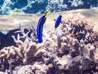 ナンヨウハギ, Palette surgeonfish, Fragtail surgeonfish, Paracanthurus hepatus,...