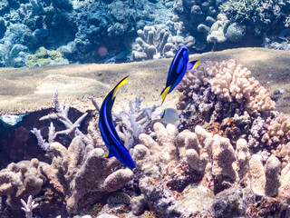 ナンヨウハギ, Palette surgeonfish, Fragtail surgeonfish, Paracanthurus hepatus,...