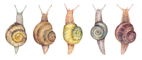 Hand drawn watercolor snails set. Detailed animal illustration with various snail species on white background. Natural style perfect for textile, design, and print projects. © Екатерина Роменская