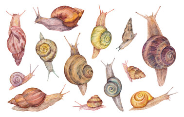 Hand drawn watercolor snails set. Detailed animal illustration with various snail species on white background. Natural style perfect for textile, design, and print projects. © Екатерина Роменская