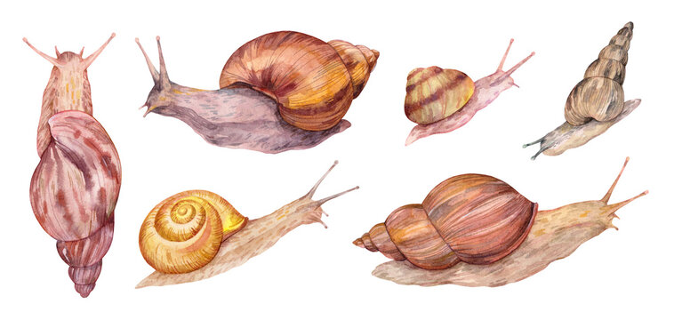Hand drawn watercolor snails set. Detailed animal illustration with various snail species on white background. Natural style perfect for textile, design, and print projects.