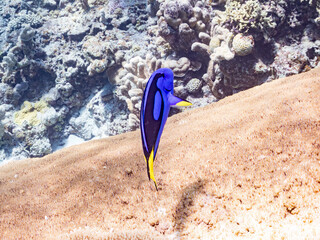 ナンヨウハギ, Palette surgeonfish, Fragtail surgeonfish, Paracanthurus hepatus,...