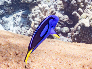 ナンヨウハギ, Palette surgeonfish, Fragtail surgeonfish, Paracanthurus hepatus,...