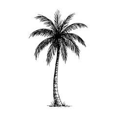 Obraz premium Hand drawn palm tree sketch style art. Palm tree drawing pencil sketch. Hand drawn coconut tree. Vector illustration.