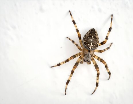 Close-up of a brown spider with patterned legs and body, isolated on a white surface