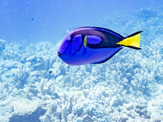 ナンヨウハギ, Palette surgeonfish, Fragtail surgeonfish, Paracanthurus hepatus,...