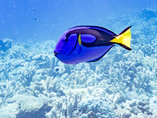 ナンヨウハギ, Palette surgeonfish, Fragtail surgeonfish, Paracanthurus hepatus, ニザダイ科,
美しいサンゴ礁と熱帯魚の群れ。
嘉比島沖縄県
島尻郡慶良間諸島座間味島-2025
サンゴの産卵があり卵が漂う。沖縄本島から40km西方の諸島。30以上の島嶼群全体が国立公園に指定。珊瑚礁の青い海と白い砂浜は世界屈指の美。貴重な動植物が多数