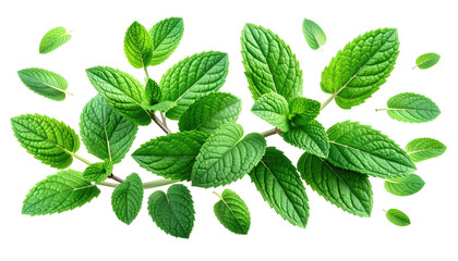 Lush sprigs of vibrant green mint with delicate leaves and visible stems against a stark black background