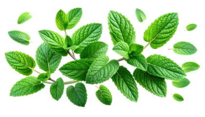 Lush sprigs of vibrant green mint with delicate leaves and visible stems against a stark black background