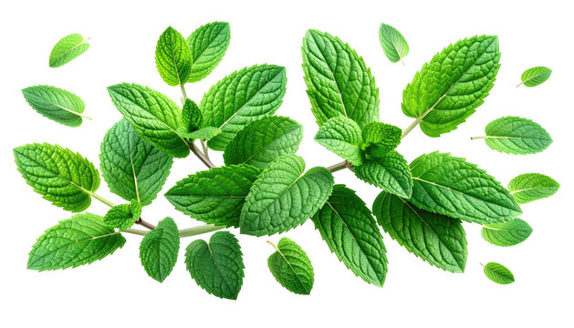 Lush sprigs of vibrant green mint with delicate leaves and visible stems against a stark black background
