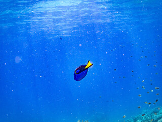 ナンヨウハギ, Palette surgeonfish, Fragtail surgeonfish, Paracanthurus hepatus,...