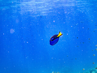 ナンヨウハギ, Palette surgeonfish, Fragtail surgeonfish, Paracanthurus hepatus,...