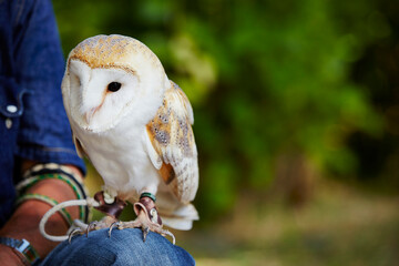 Owl in the outdoor park