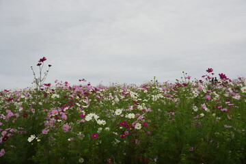 コスモスの花