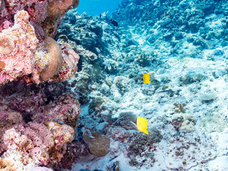 フエヤッコ, フエヤッコダイ, Forceps fish, Yellow longnose butterflyfish, Forcipiger flavissimus, チョウチョウウオ科,
美しいサンゴ礁と熱帯魚の群れ。
嘉比島沖縄県
島尻郡慶良間諸島座間味島-2025
サンゴの産卵があり卵が漂う。沖縄本島から40km西方の諸島。30以上の島嶼群全体が国立公園に指定。珊瑚礁の青い海と白い砂浜。