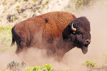 Bison portrait in Yellowstone National Park, USA