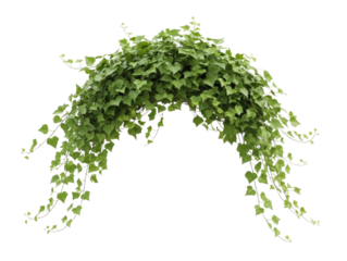 Green ivy arch garland with hanging vines transparent background cutout png
