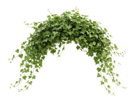 Green ivy arch garland with hanging vines transparent background cutout png