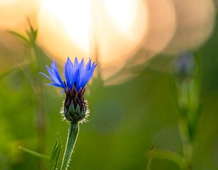 Close-up of a blue wildflower with a blurred, warm background, hinting at sunset or sunrise