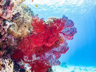 イソバナ（イソバナ科）, Gorgonian, Melithaea Flabellifera,
ソフトコーラル,...