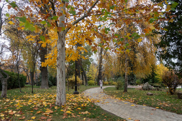An alley in Shevchenko Park in Kyiv