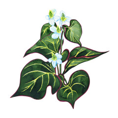 Watercolor flower Houttuynia isolated on white