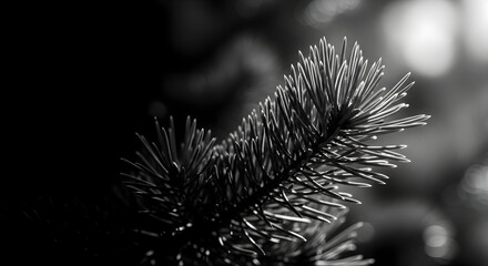 Monochrome close up of a pine branch with needles in a dark and moody setting