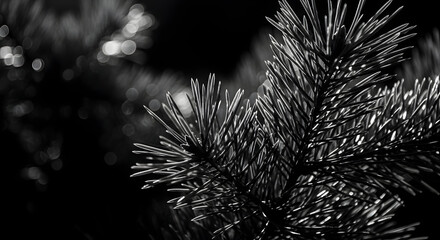 Monochrome elegance: Close-up of pine needles bathed in ethereal light