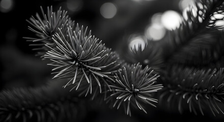 Monochrome marvel: Close-up of a pine tree branch with blurred bokeh background